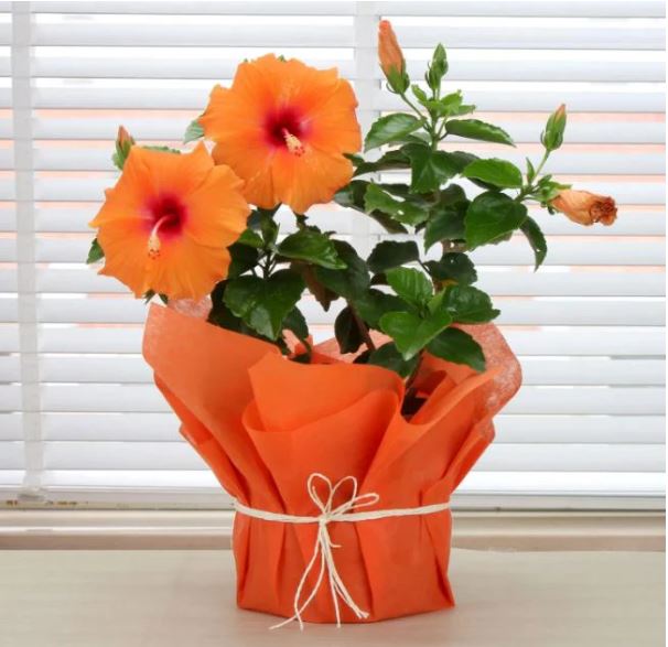 Flowers With Photo