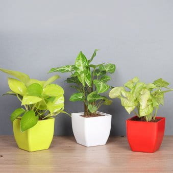 Syngonium Duo Money Combo