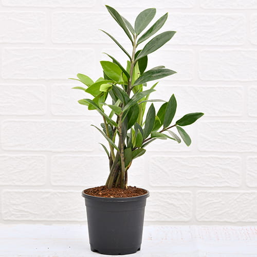 All Plants