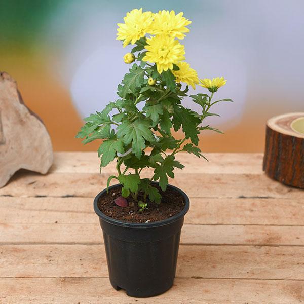 Yellow Chrysanthemum Plants