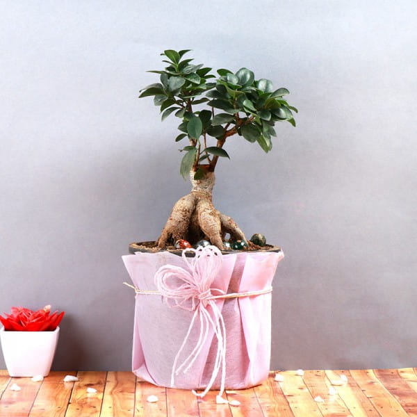 Bonsai Plants