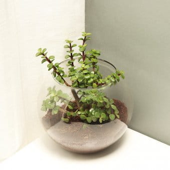 Jade Plants