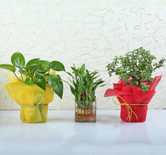 2 Layer Lucky Bamboo Plant with glass Vase Money Plant with plastic pot