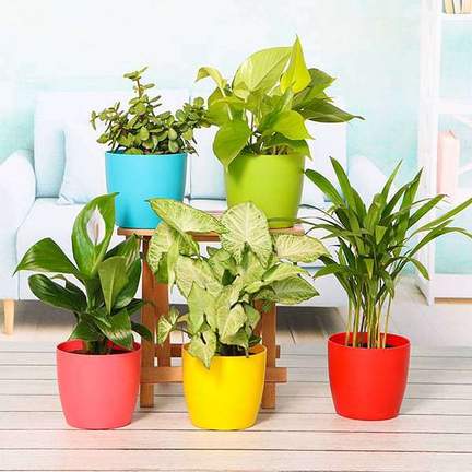 Money Plants
